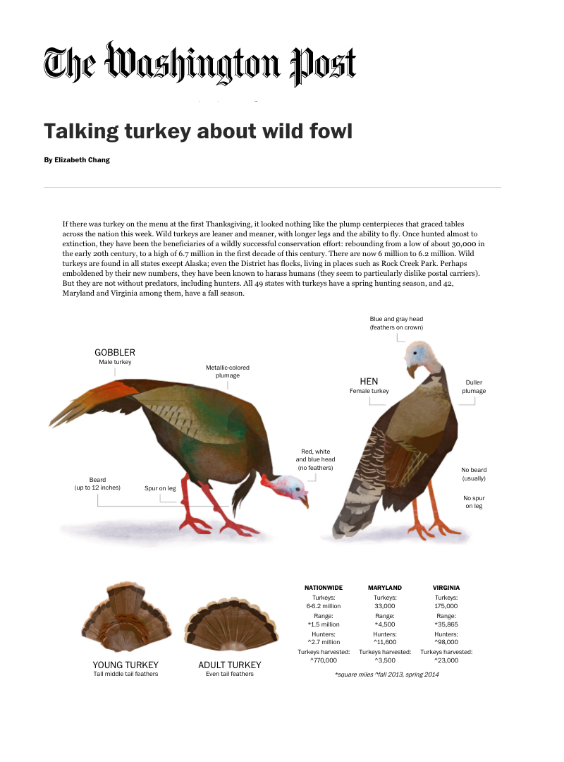 tram nguyen washington post wild turkeys illustration